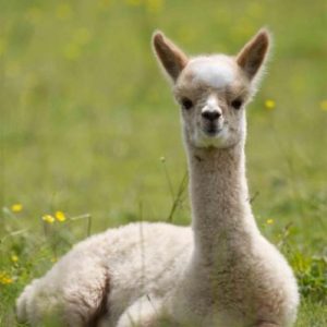Alpaca