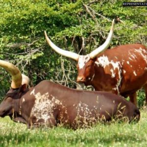 Ankole