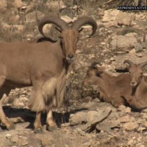 Barbary Sheep
