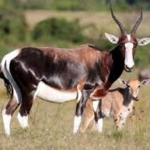 Bontebok