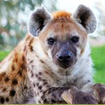 Spotted Hyena