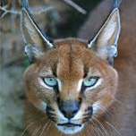 caracal