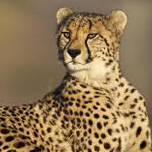 Cheetah