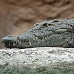 Crocodile