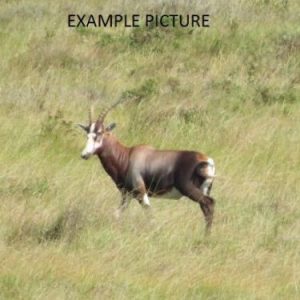 Masked Blesbuck