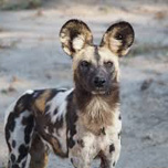Wild Dog