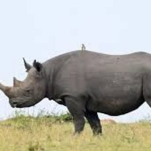 black rhino