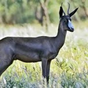 Black springbuck