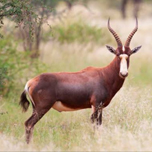 Blesbuck