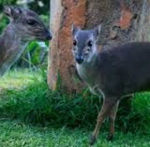 Blue duiker