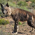 brown hyena