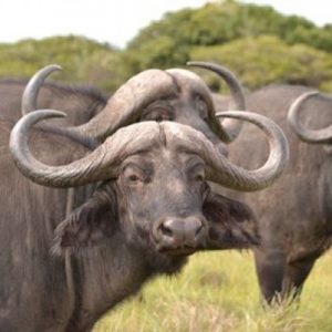 Buffalo