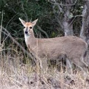 Duiker