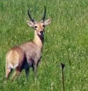Common Reedbuck