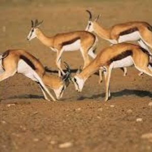 Common Springbuck