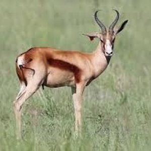 Copper Springbuck