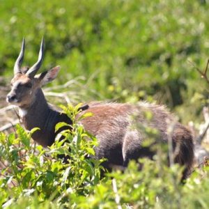 Bushbuck