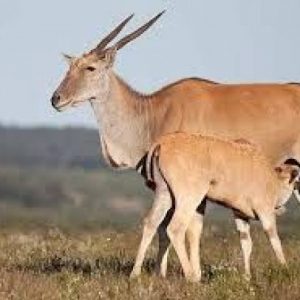 Eland