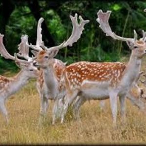 Deer Fallow