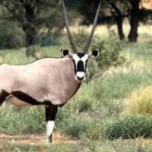 Gemsbok