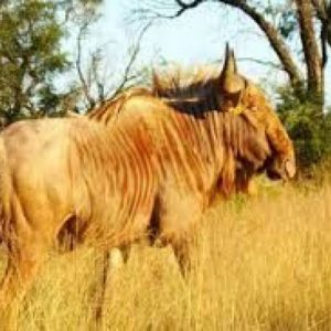 Golden Wildebeest