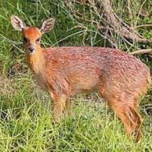 Grysbok