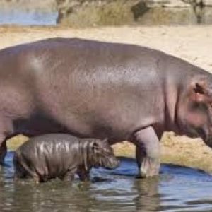 Hippopotamus