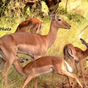 Common Impala