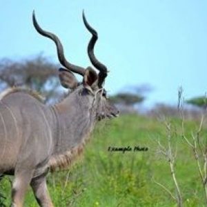 Kudu