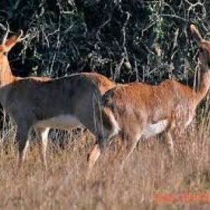 Mountain Reedbuck