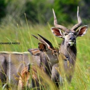Nyala