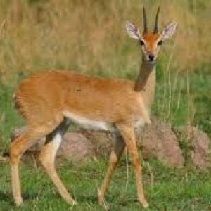 Oribi