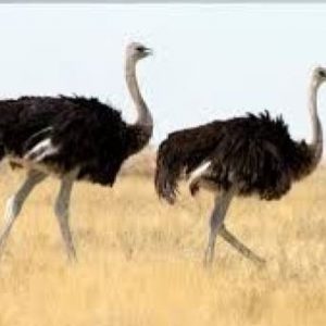 Ostrich
