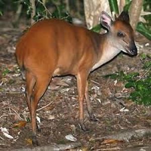 Red Duiker