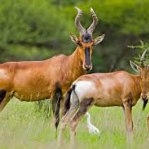 Red Hartebeest
