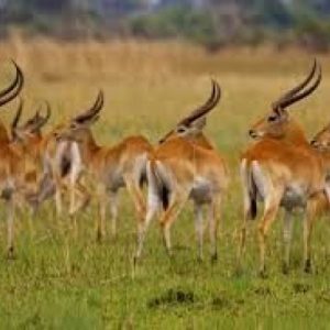 Red Lechwe 