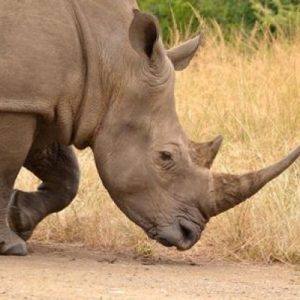 Rhino