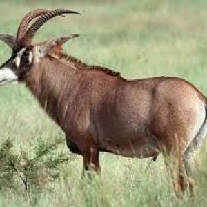 Roan