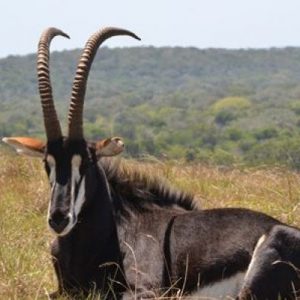 Sable