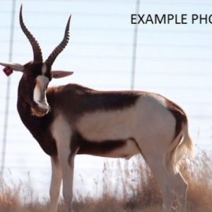 Saddleback Blesbuck