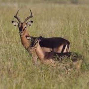 Saddleback Impala