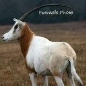 Scimitar Oryx