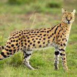 Serval
