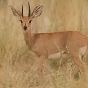 Steenbok