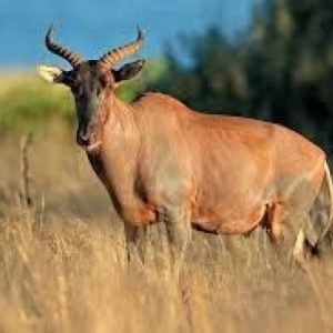 Tsessebe