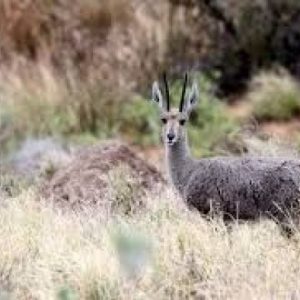 Vaal Rhebuck