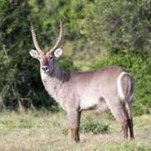 Waterbuck