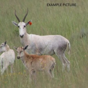White Blesbuck