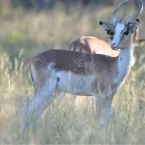 White Flanked Impala