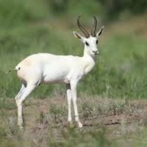 White Springbuck